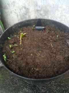 tanah.gagal
