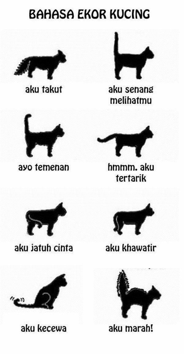 Bahasa Tubuh Kucing
