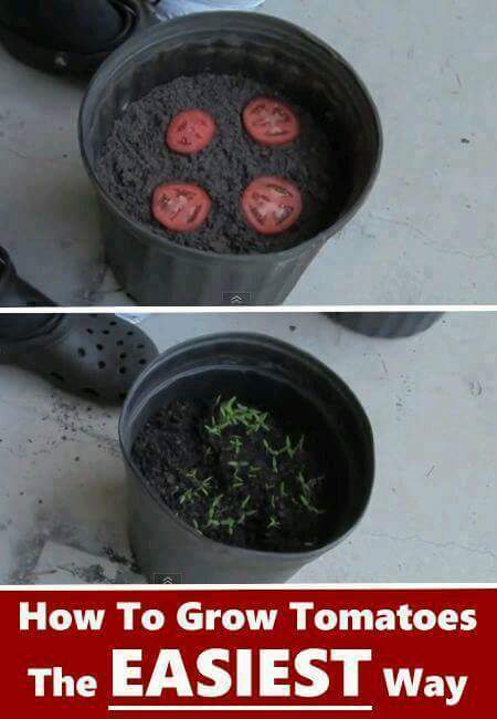 berkebun.0