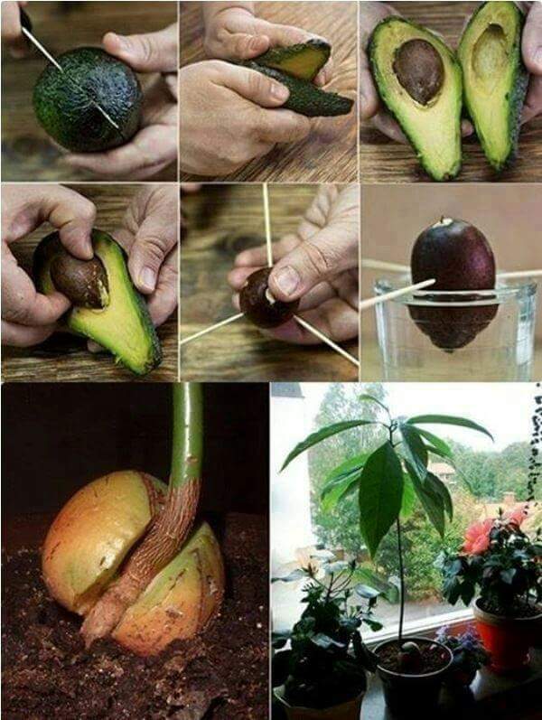 berkebun.1