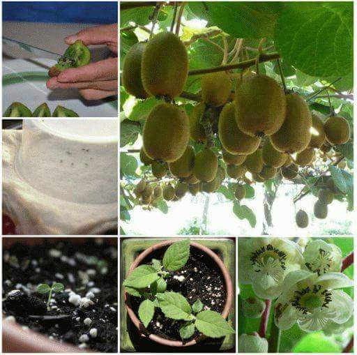 berkebun.10