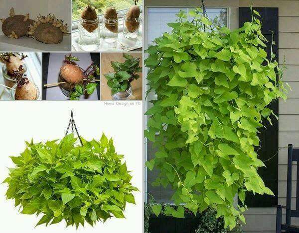 berkebun.11