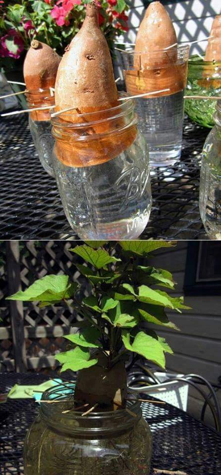 berkebun.13