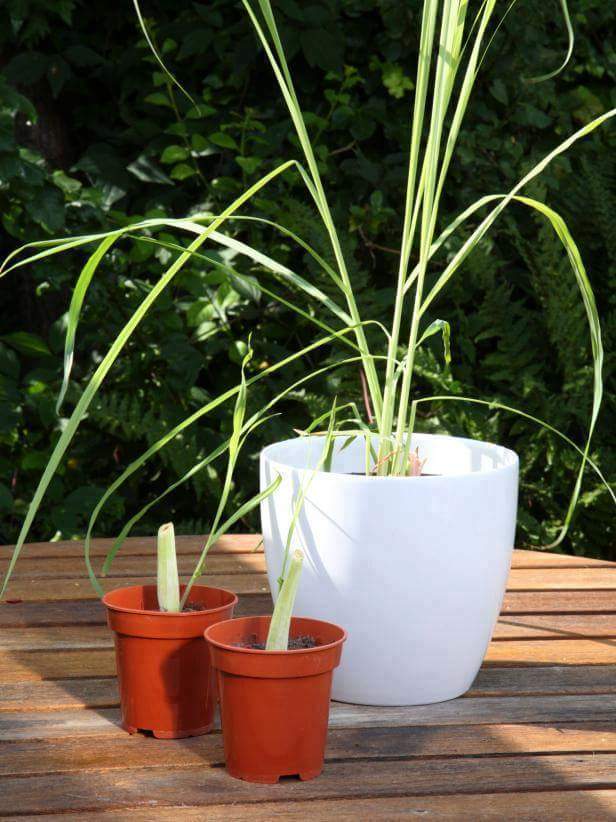 berkebun.17
