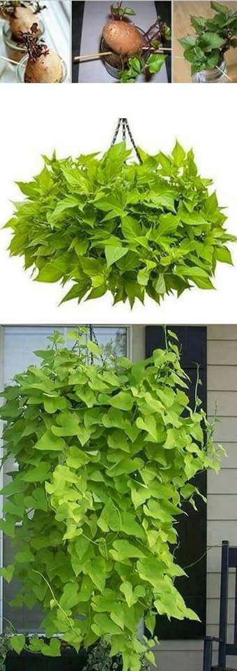 berkebun.24