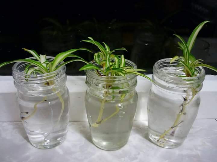 berkebun.36