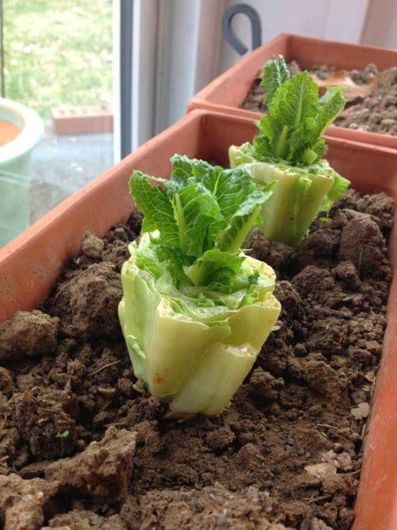 berkebun.39