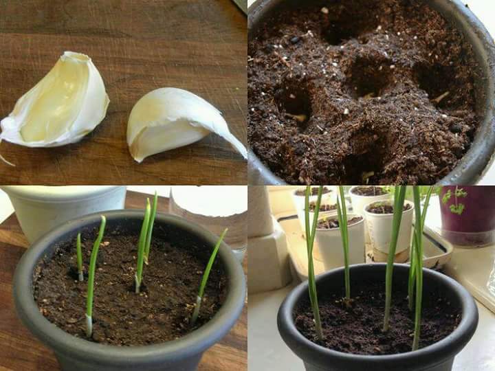 berkebun.4