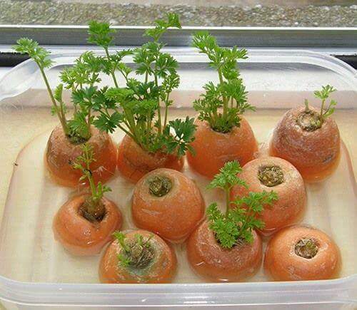 berkebun.5