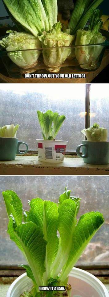 berkebun.6