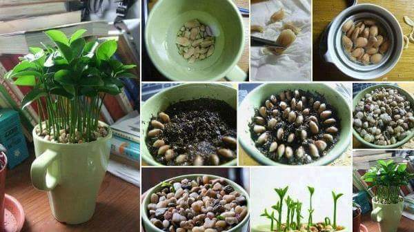 berkebun.9