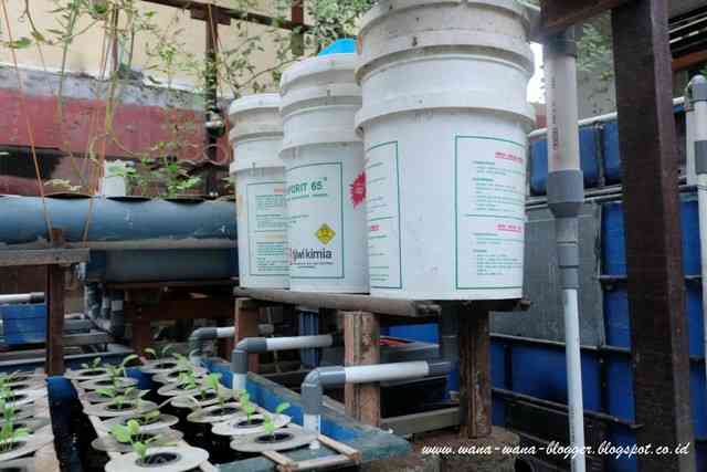 Vermicomposting2