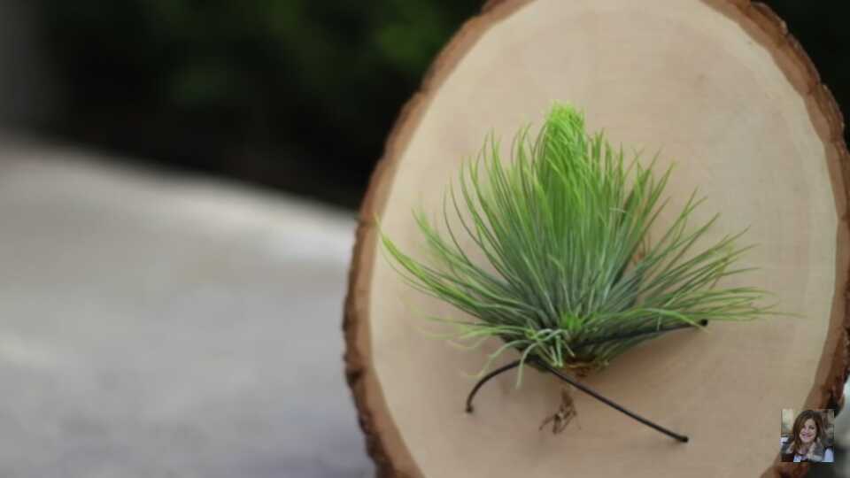 Air Plant 2