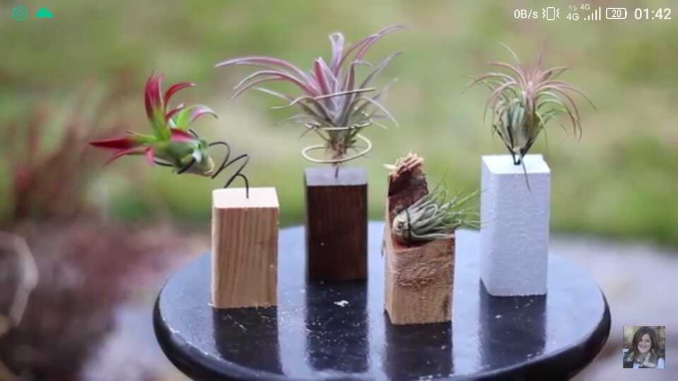 Air Plant 4