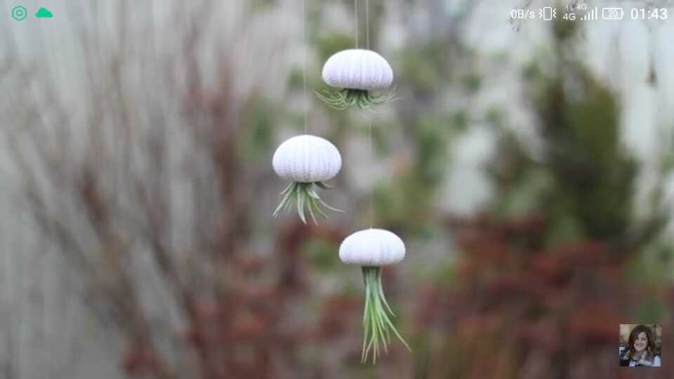 Air Plant 5