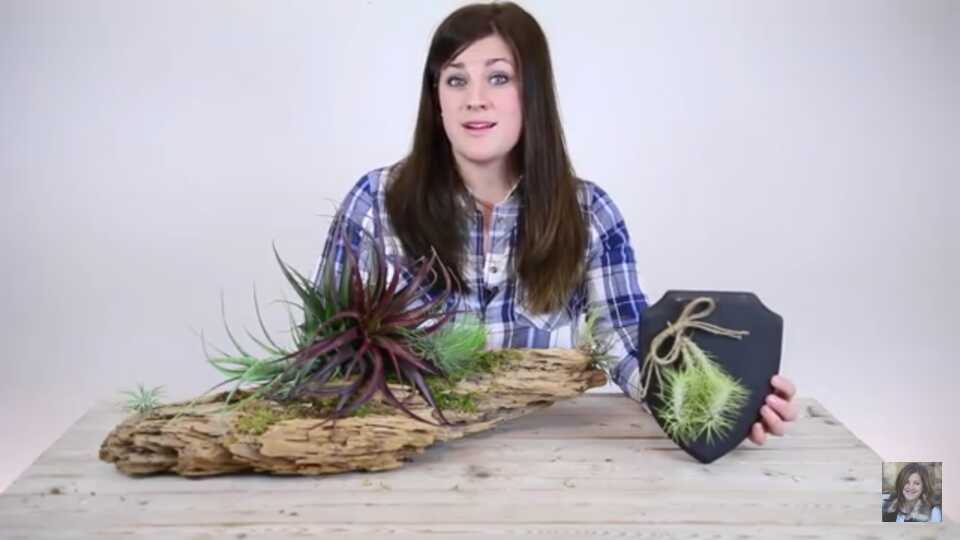 Air Plant 6
