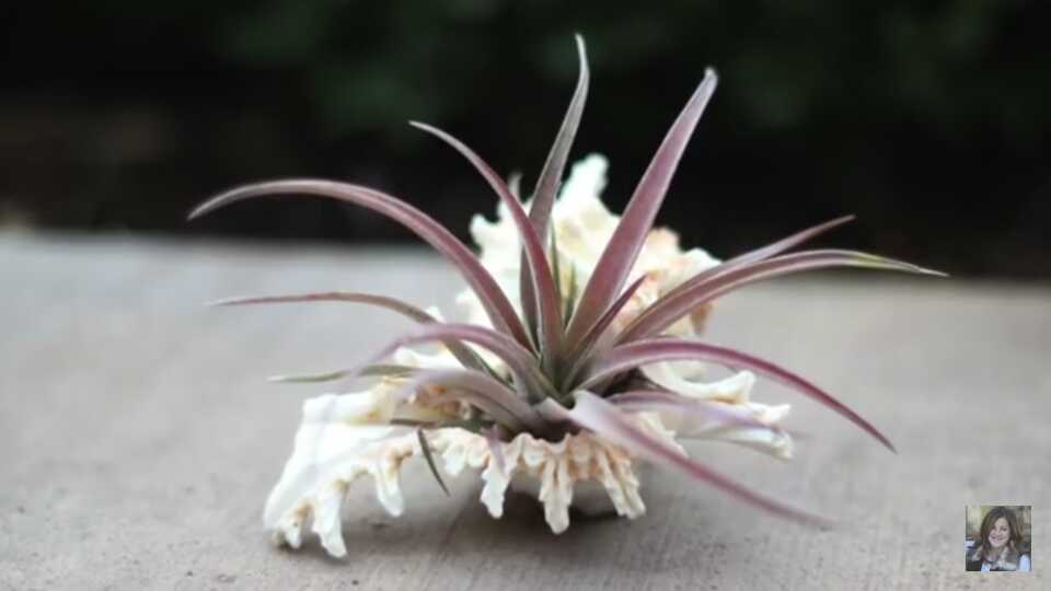 Air Plant 7