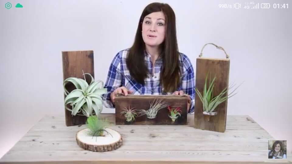 Air Plant 1