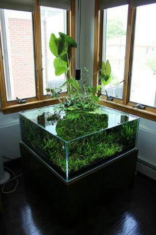 Aquascape 03