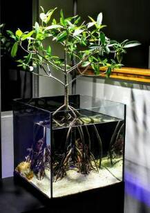 Aquascape 04