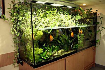 Aquascape 06
