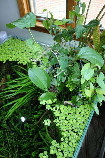 Aquascape 09