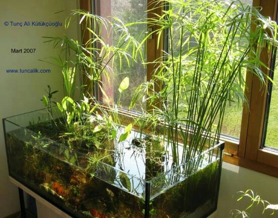 Aquascape 10