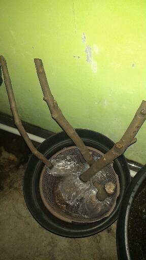 Jambu Air