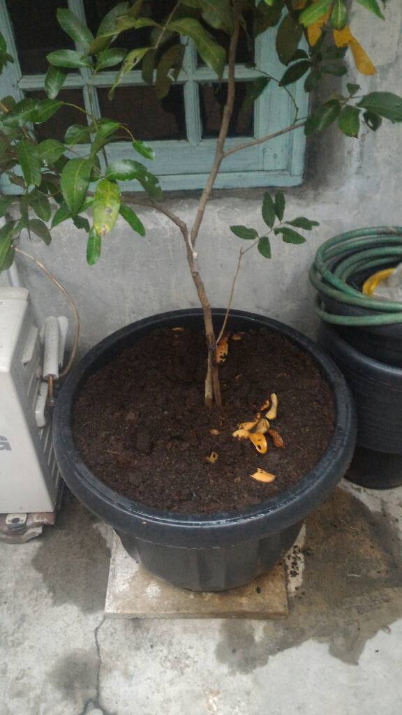 Composter dalam pot