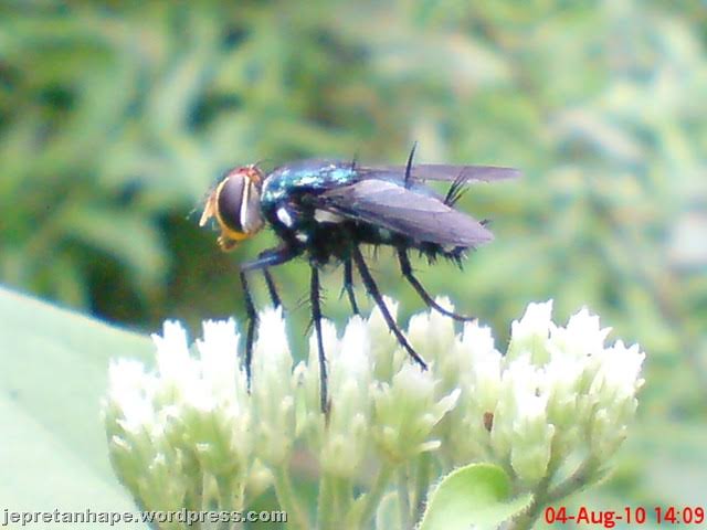 Lalat Bunga
