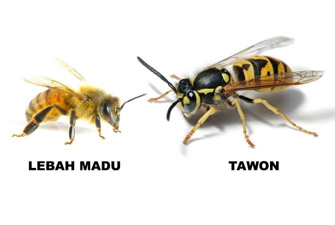 Tawon/lebah